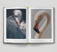 Load image into Gallery viewer, Bird.