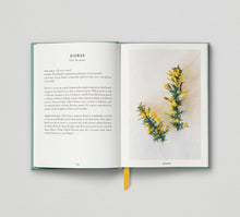 Load image into Gallery viewer, The Urban Forager