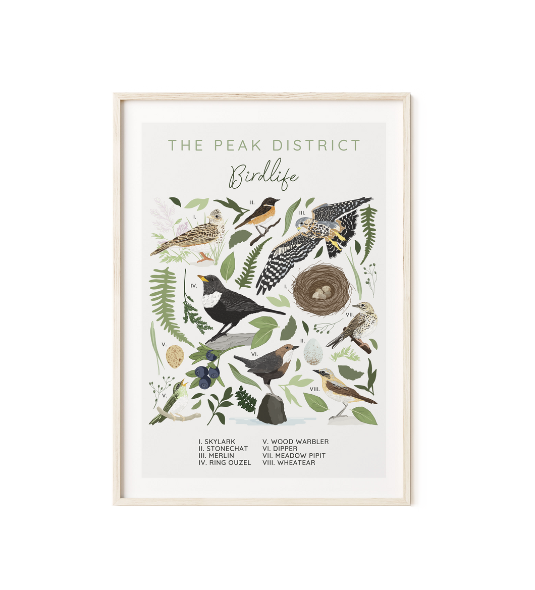 The Peak District Birdlife Illustrated Art Print