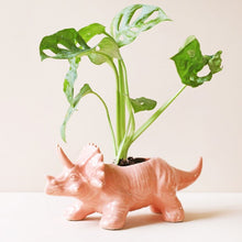 Load image into Gallery viewer, Pink Triceratops Ceramic Dinosaur Planter
