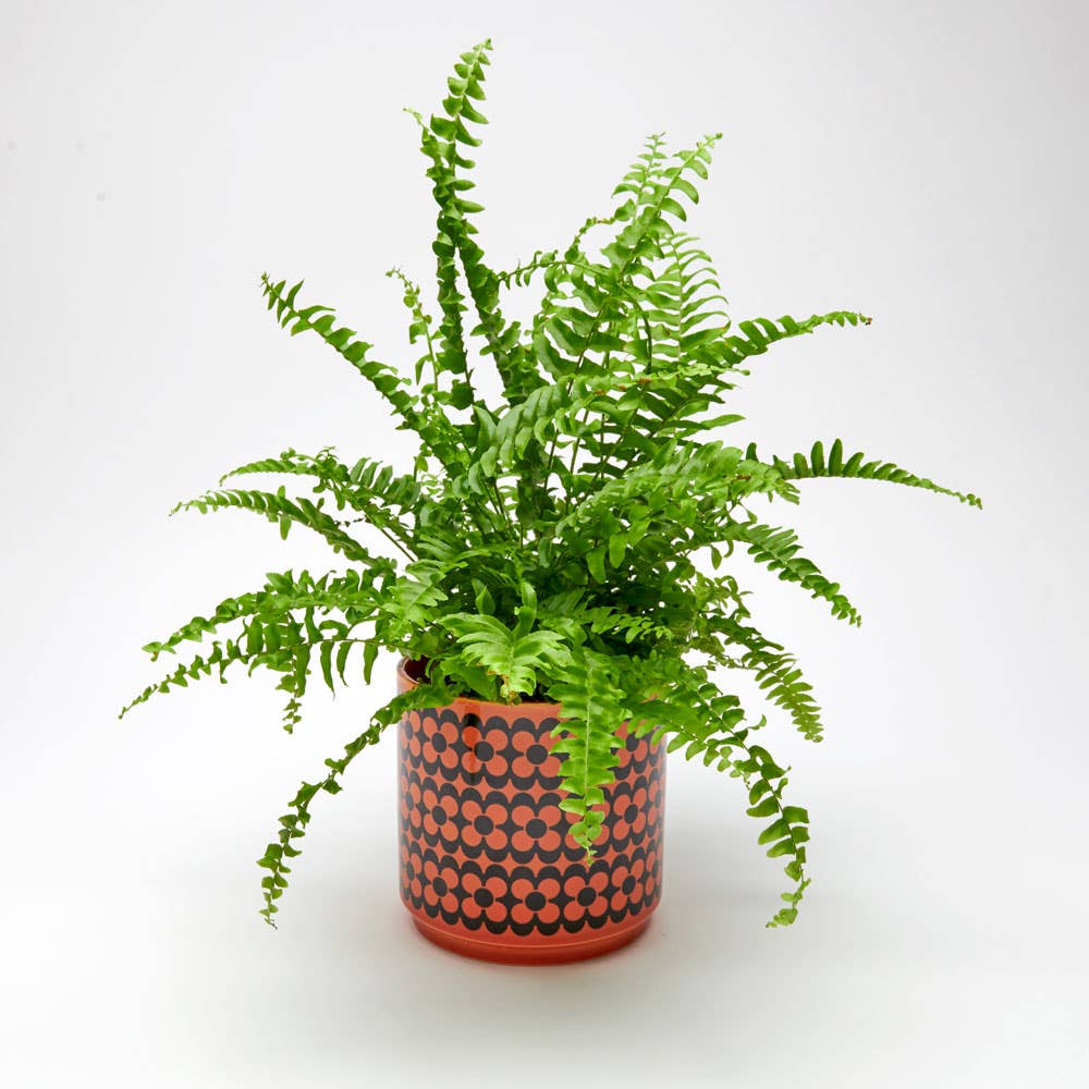 Magpie x Hornsea Medium Plant Pot in Repeat Flower Orange